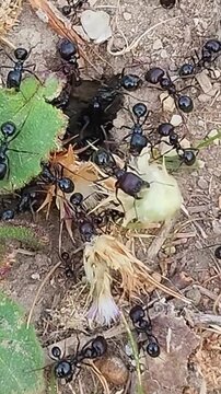 Fourmis au travail &agrave; l'entr&eacute;e de la fourmili&egrave;re