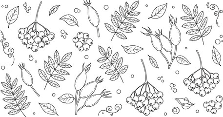 Autumn rowan berries and rosehip line art vector icons set with botanical leaves branches and wild forest foliage © MdMursalin