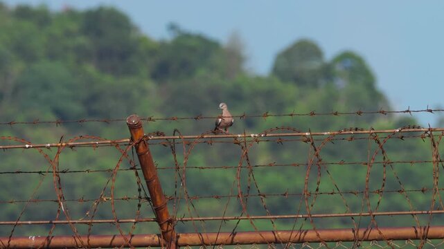 Spotted dove perched on rusty barbed wire fence under blue sky with green forest hills in background. Telephoto shot, natural daylight, static camera.