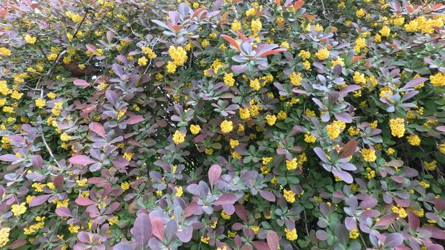 A flowering barberry bush with small yellow flowers and green-red leaves