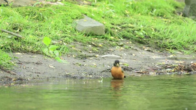 Merle d'Am&eacute;rique au sol dans une zone bois&eacute;e pr&egrave;s de l'eau.