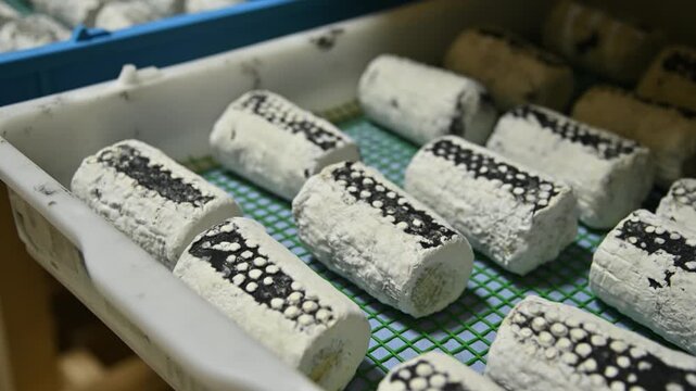 Cheese storage process with cylindrical cheese molds on green mesh trays