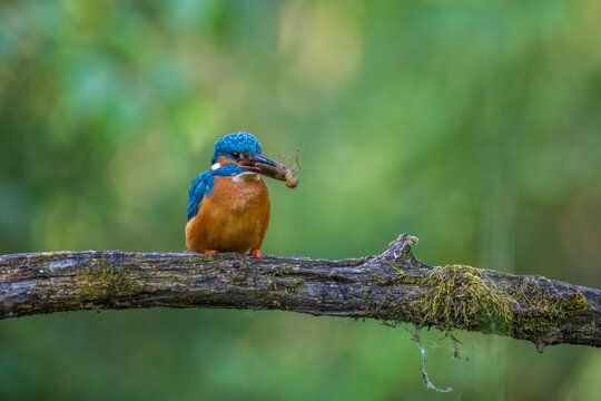 Common Kingfisher with Dragonfly Larva Prey in Beak