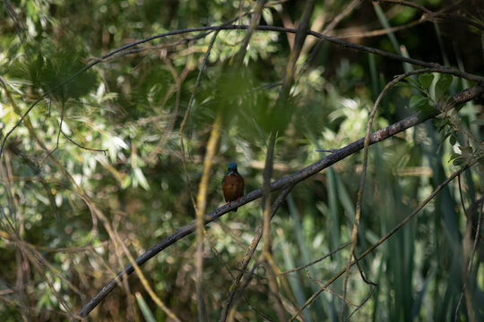 Common Kingfisher Hidden in Dense Natural Vegetation