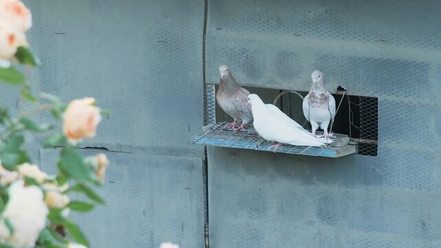 A small group of purebred roller pigeons gathering on a wire shelf outside their aviary on a calm day.
