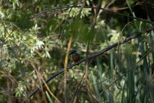 Common Kingfisher Hidden in Dense Natural Vegetation