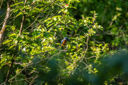 Common Kingfisher Hidden in Dense Natural Vegetation
