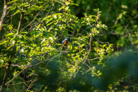 Common Kingfisher Hidden in Dense Natural Vegetation