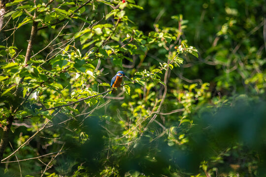 Common Kingfisher Hidden in Dense Natural Vegetation