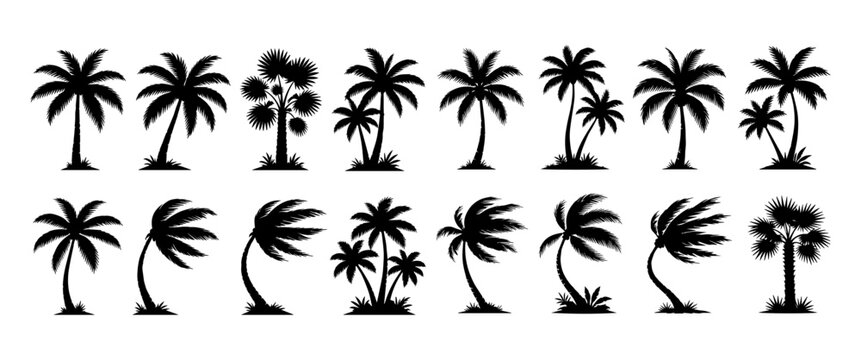 Set de siluetas negras de palmeras de coco de playa con viento tropical. Paquete de vectores de plantas tropicales. &Iacute;conos de palmeras de diferentes estilos aislado en blanco para dise&ntilde;os de verano