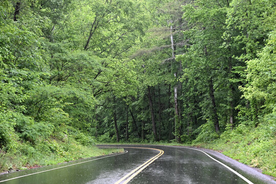 Rainy Road through the Forest