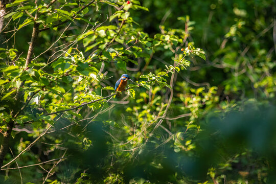 Common Kingfisher Hidden in Dense Natural Vegetation