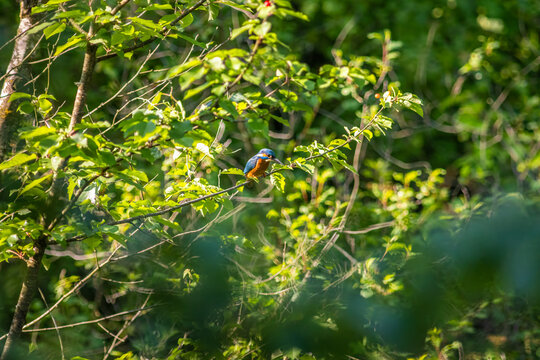 Common Kingfisher Hidden in Dense Natural Vegetation