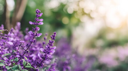 Obraz premium Purple salvia flowers blooming in a vibrant spring garden under soft sunlight, creating a tranquil nature backdrop