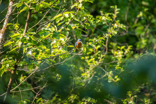Common Kingfisher Hidden in Dense Natural Vegetation