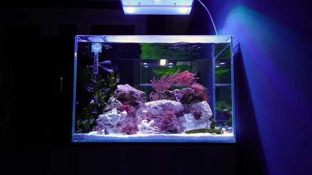 Saltwater aquarium