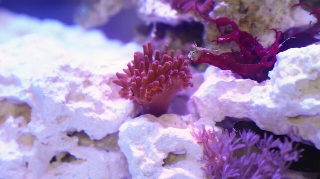 Saltwater aquarium