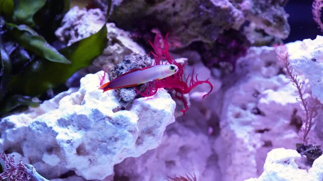 Saltwater aquarium