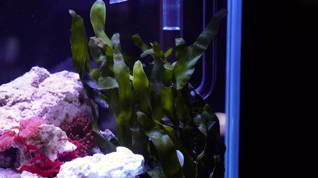 Saltwater aquarium