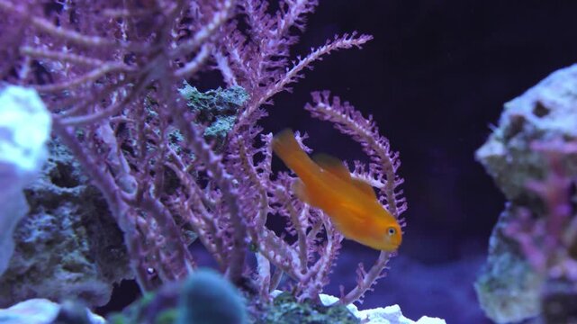 Saltwater aquarium