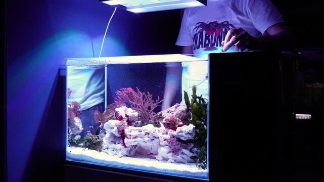 Saltwater aquarium