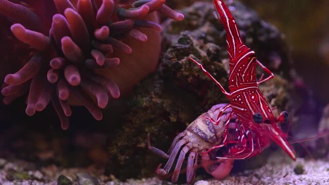 Saltwater aquarium