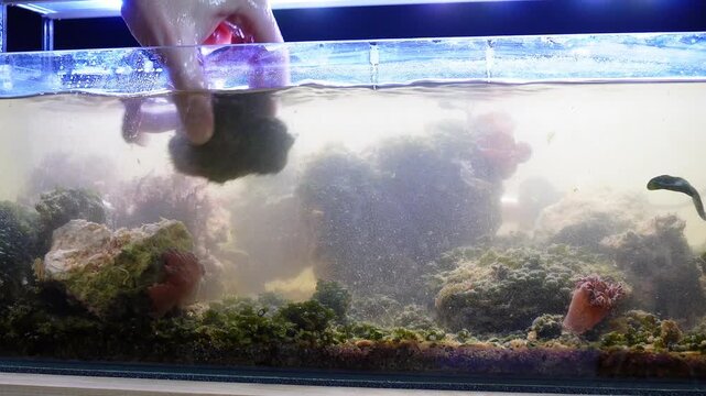 Saltwater aquarium