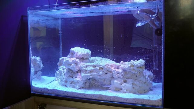 Saltwater aquarium