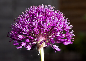 Mauve flower © stephen