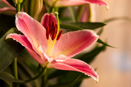 Detalle de una flor de lirio oriental 