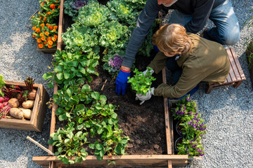Fototapeta premium Overhead view of two gardeners planting herbs in a raised bed