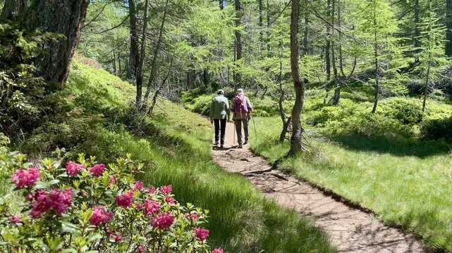 Active retirees hiking along a forest trail through pristine woodland and blooming alpine roses in Parco Naturale Veglia-Devero, Italy.