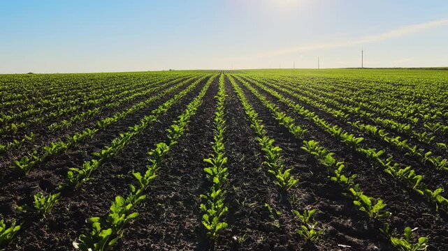 Green sugar beet seedlings growing in rows in an agricultural field on a sunny day with a clear blue sky and sun flare