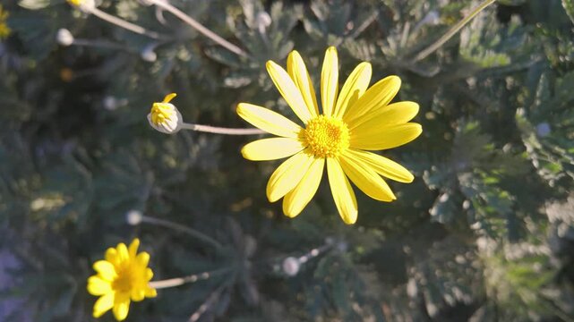 Close-up of bright yellow euryops bush daisy flower with bud above silver grey foliage in antalya garden.