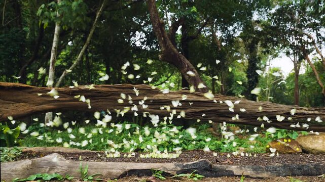 A group of beautiful yellow butterflies flying and perched to eat food and mineral water on the floor outdoors in the natural forest. Beauty in nature of butterfly species in Thailand in the wildlife.