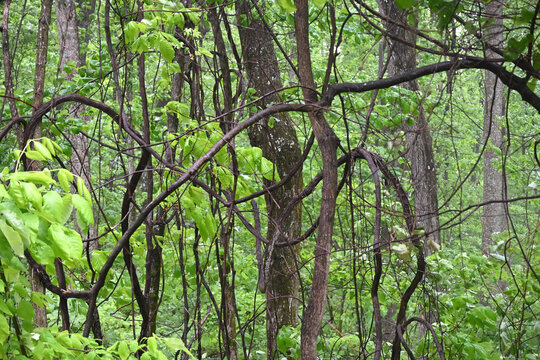 Vines in the Forest