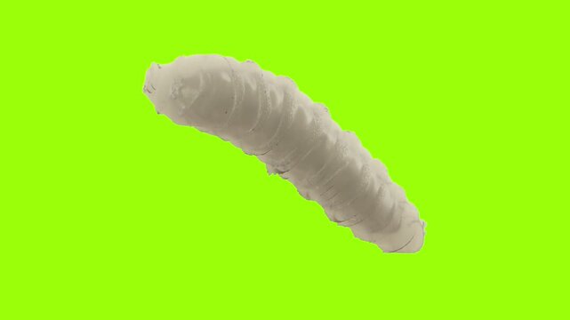 New World Screwworm Larva 3D Render on Green Chroma Background
