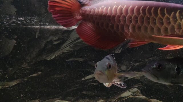 Red Asian Arowana Fish Swimming in Freshwater Aquarium Tropical Exotic Ornamental Fish