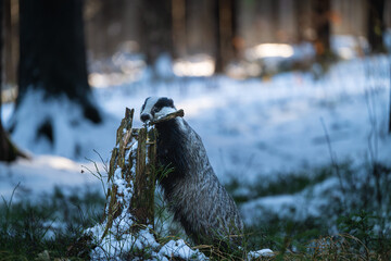European badger standing on hind legs by an old tree stump in a snowy winter forest, holding a wooden stick in its mouth. © Rudolf