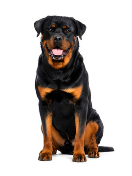 Ultra Realistic Rottweiler Dog Sitting and Looking at Camera Isolated on White Background