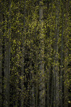 The Forest Awakens