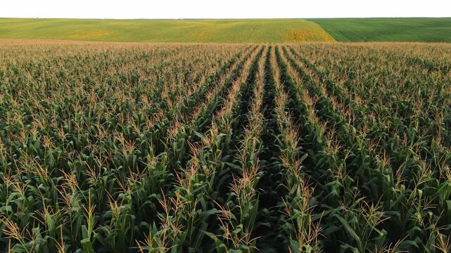 Aerial drone flying over a large green corn field with long rows toward the horizon line during a beautiful summer sunset