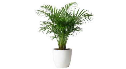 Fototapeta premium Small green parlor palm plant in a simple white pot isolated on transparent background