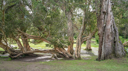 Fototapeta premium Scenic view of The Victoria Park, a public botanical garden located in Nuwara Eliya, Sri Lanka. The park was formally named in 1897 to commemorate Queen Victoria. 