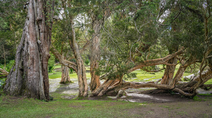 Fototapeta premium Scenic landscape of The Victoria Park, a public botanical garden located in Nuwara Eliya, Sri Lanka. The park was formally named in 1897 to commemorate Queen Victoria. 