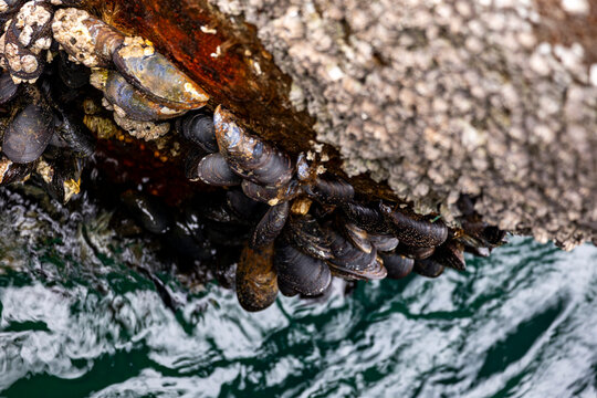 A beautiful mussels and barnacles growing on a rusty metal harbor dock pole in the fjord. A wintertime scenery in Geiranger Unesco World heritage area, Sunnmore, More og Romsdale, Norway.