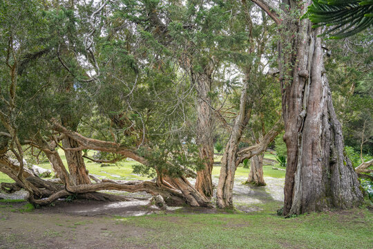 Scenic landscape of The Victoria Park, a public botanical garden located in Nuwara Eliya, Sri Lanka. The park was formally named in 1897 to commemorate Queen Victoria.	