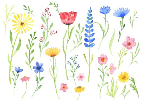 Watercolor summer flowers set on white.