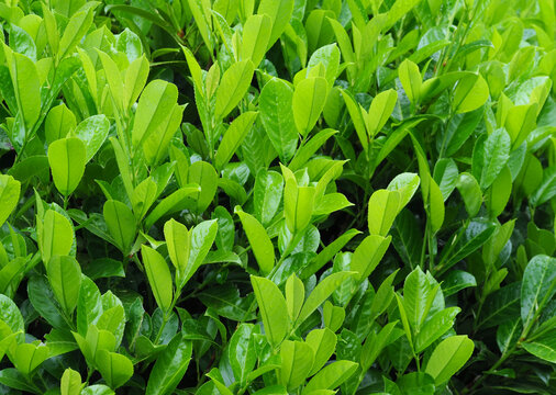 Kirschlorbeer mit frischen Bl&auml;ttern &ndash; Immergr&uuml;ne Heckenpflanze im Garten