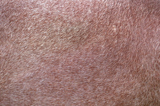 chestnut horse coat texture background natural pattern